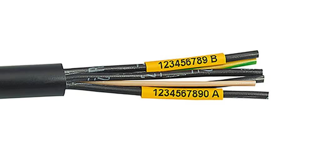 Organiserad krympslang